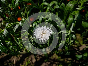 A small white flower macro shot in the morning in the winter season