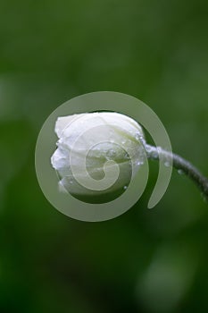 Small white flower macro
