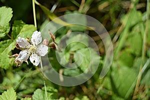 Small white flower, Mendips
