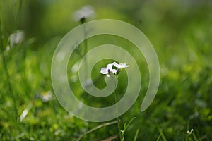 Small white flower in the middle of grass