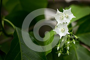 Smallwhite flower name is Vallaris glabra photo