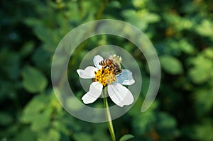 Small white flower Spanish needle with bee sucking nectar
