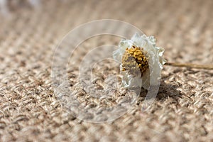 Small white flower in sunlight on rough knitting background. Blossom concept. Rogh beige knitting texture.