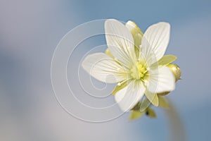 Small white flower of the Venus Flytrap plant