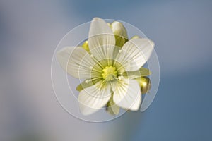 Small white flower of the Venus Flytrap plant