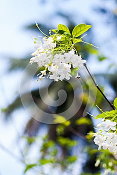 Small white flower, Wrightia religiosa Benth