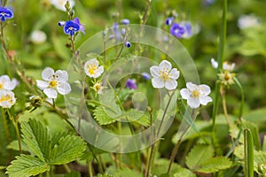 A small white flower with a yellow center of wild strawberry. The leaves are green