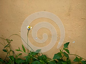 Small white flower on a yellowish wall background