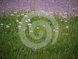 Small white flowering weeds growing in tall grass