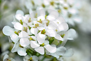 Small white flowers