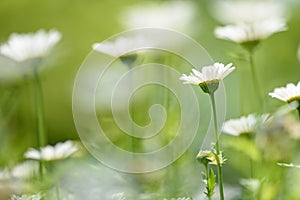 Small white flowers