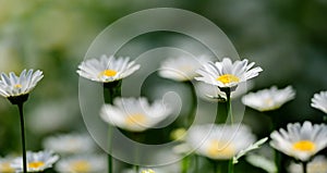 Small white flowers