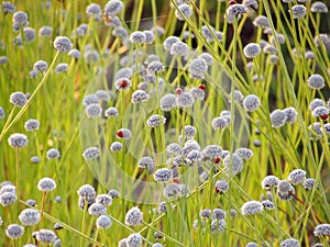 Small white flowers blossom Blooming in the meadow and ladybug o