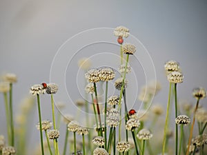 Small white flowers blossom Blooming in the meadow and ladybug o