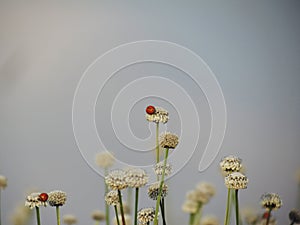 Small white flowers blossom Blooming in the meadow and ladybug o