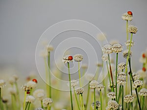 Small white flowers blossom Blooming in the meadow and ladybug o