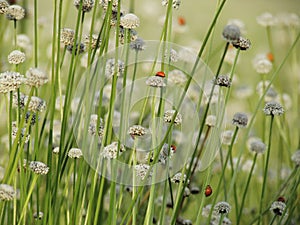 Small white flowers blossom Blooming in the meadow and ladybug o