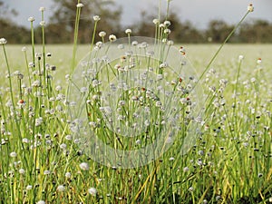 Small white flowers blossom Blooming in the meadow. Ladybug on w