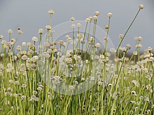 Small white flowers blossom Blooming in the meadow. Ladybug on w