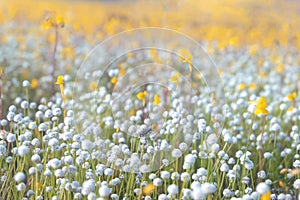 Small white flowers blossom in the meadow with bug on flower. Flower of Eriocaulon cinereum, Pipewort, Piperwort or Manee Dhevaa