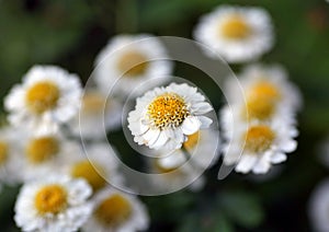 Small white flowers with blurred background