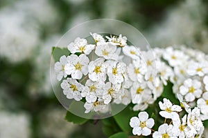 Small white flowers on a branch close up