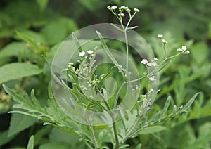 small white flowers on the branch of a tree