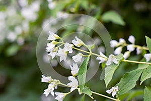 Small white flowers on branches of bush