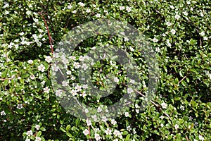 Small white flowers on branches of Cotoneaster horizontalis photo