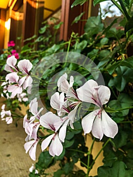 Small white flowers bush