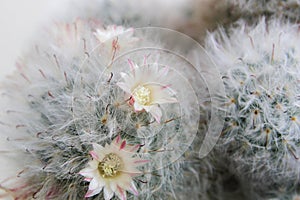 Small white flowers of cactus.