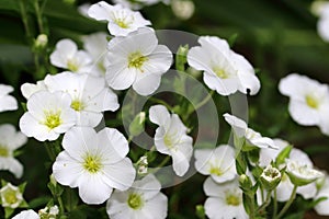 Small white flowers of Cerastium tomentosum
