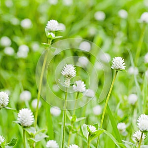 Small white flowers