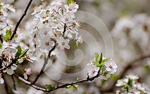 Small white flowers clumped together on a branch