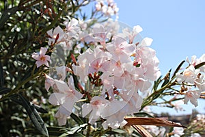 Small white flowers covered with raindrops, Touch of spring