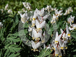 Small white flowers of early spring herbaceous plant - the Dutchman`s britches or Dutchman`s breeches Dicentra cucullaria