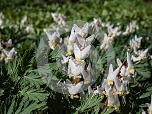 Small white flowers of early spring herbaceous plant - the Dutchman`s britches or Dutchman`s breeches Dicentra cucullaria