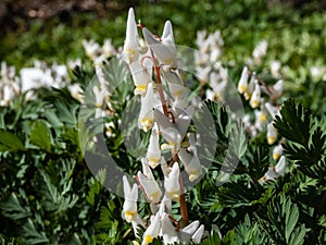 Small white flowers of early spring herbaceous plant - the Dutchman`s britches or Dutchman`s breeches Dicentra cucullaria