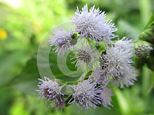 small white flowers that enchant the eyes