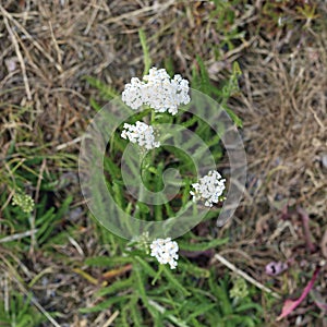 Small White Flowers on a Field