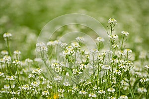 Small white flowers in a field on a beautiful background. Soft focus