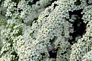 Small white flowers on a flowering bush in the garden