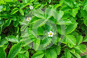 Small white flowers garden strawberry on green leaves background. Garden strawberries bloom in open air. Close-up view