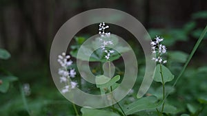 Small white flowers on a green background in the forest in summer