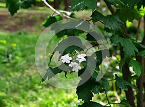 Small white flowers with green leaves on a bush