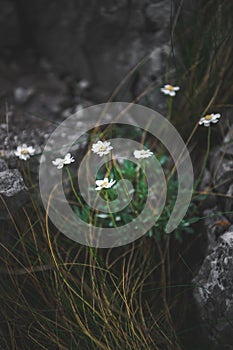 Small white flowers growing out of bare stone