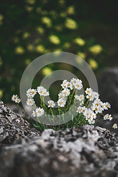 Small white flowers growing out of bare stone