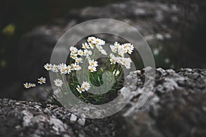 Small white flowers growing out of bare stone