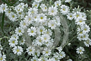 Small white flowers of herbaceous plant Cerastium tomentosum snow-in-Summer with five double petals with yellow centers