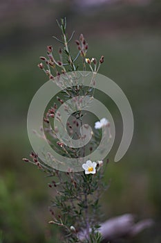 Small white flowers isolated on green background